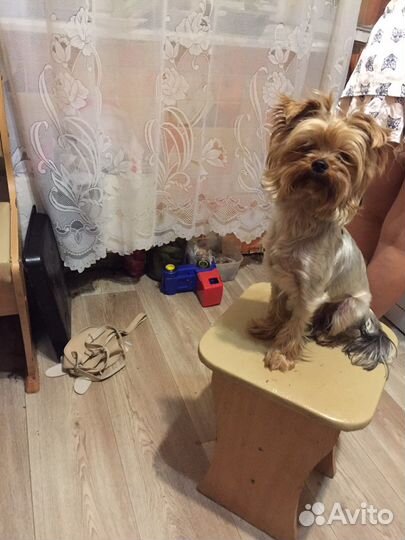 Йоркширский терьер вязка мальчик