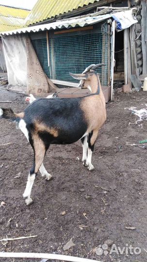 Козел и козочка