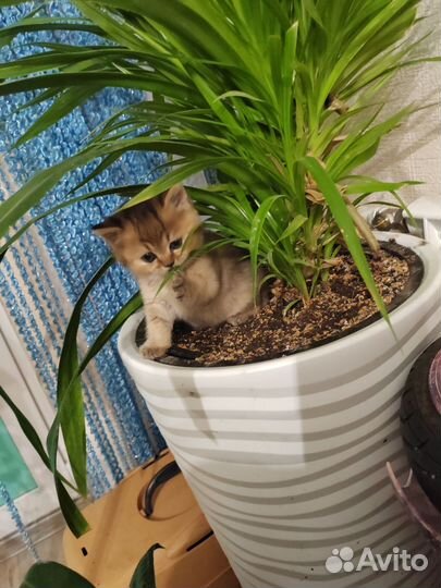 Шотландская золотая шиншилла