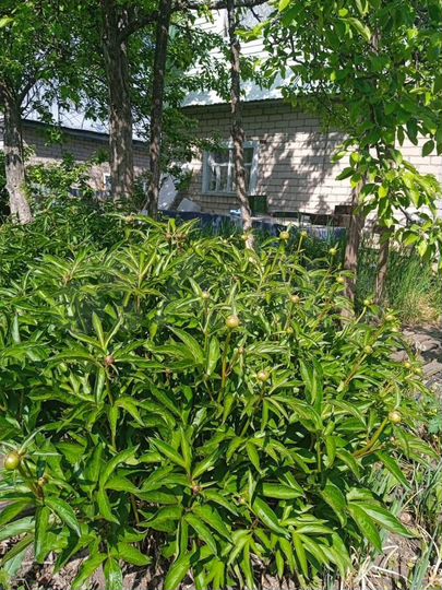 Дача 40 м² на участке 6 сот.