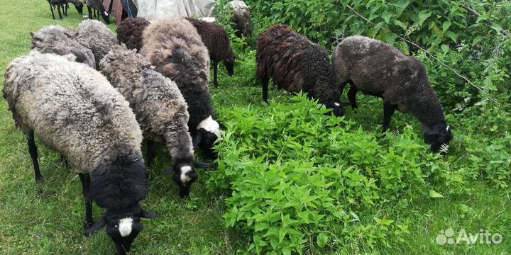 Овцы бараны