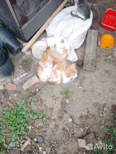 Котята в добрые руки мальчики и девочки