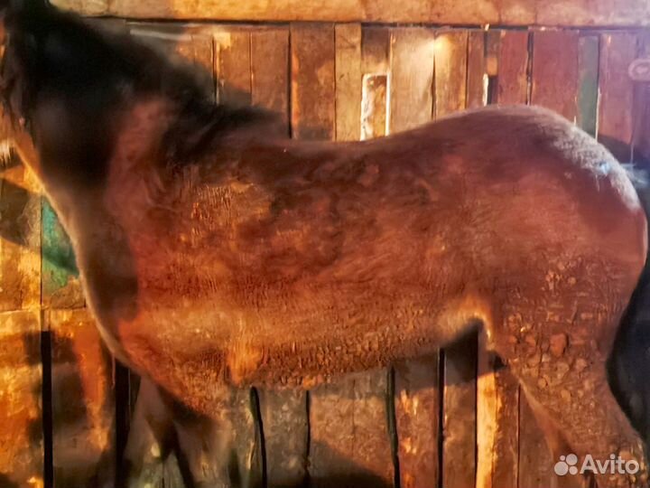 Кобылка с откорма