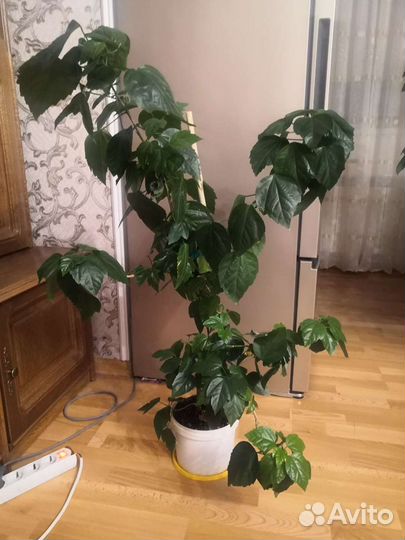 Китайская роза