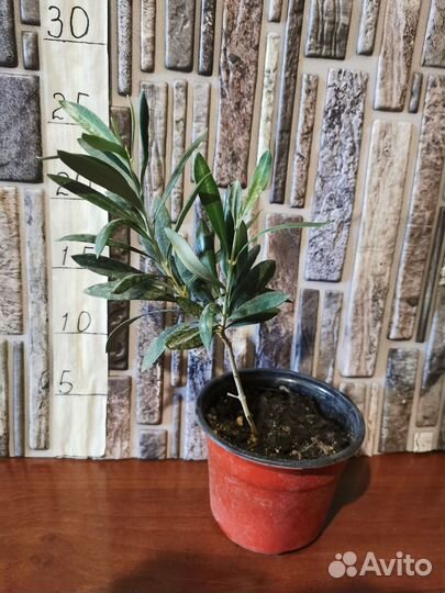 Олива европейская