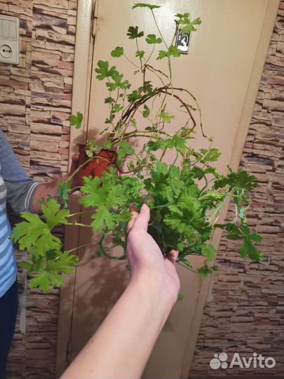 Герань душистая лечебная