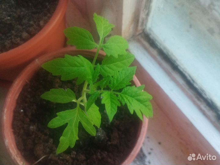 Рассада помидор черри