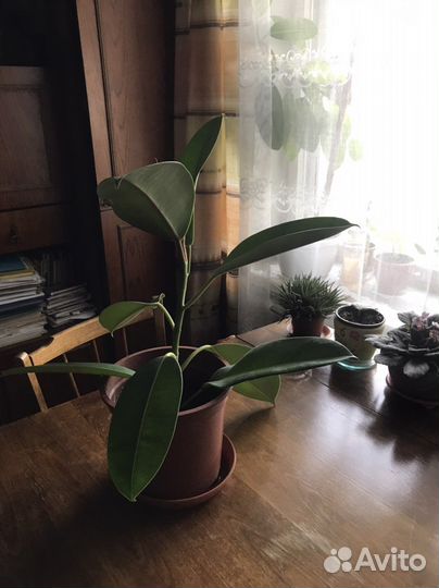 Фикус каучуконосный