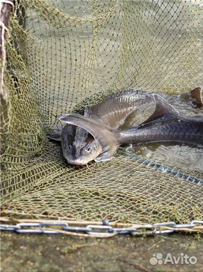 Черная икра