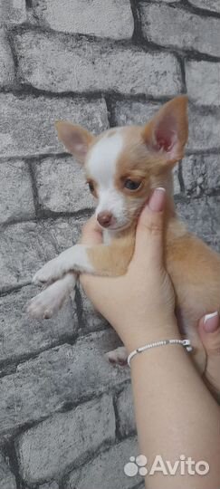 Щенки чихуахуа
