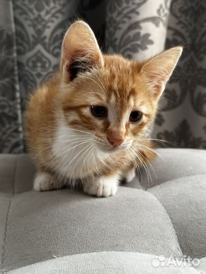 Котёнок,котик