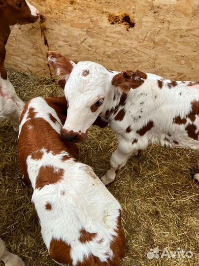 Телята бычки тёлки доставка бесплатная