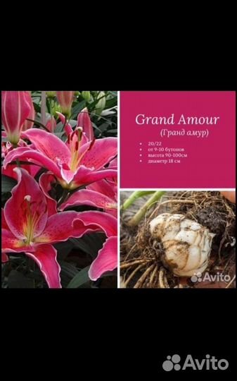 Лилии голландские луковицы