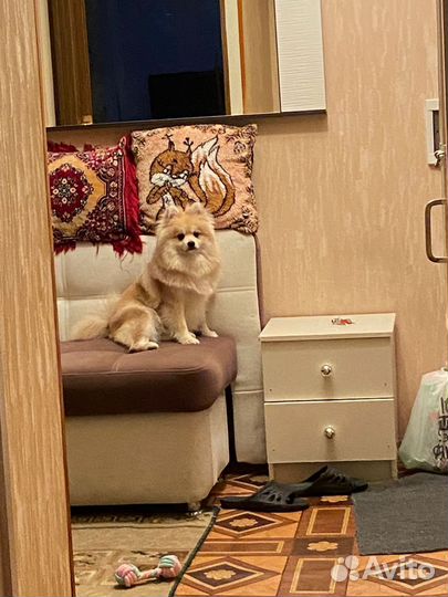 Случка собак шпиц