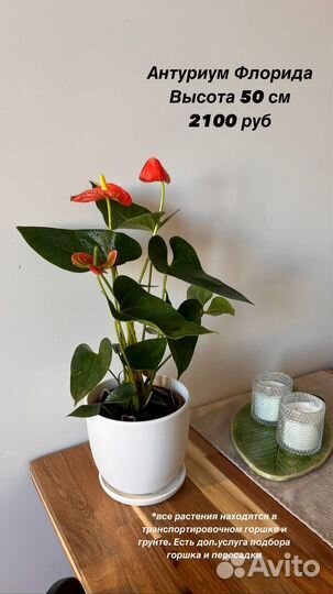 Нефролепис, Калла, Спатифиллум, Антуриум