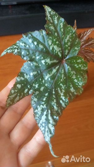 Бегония Грифон