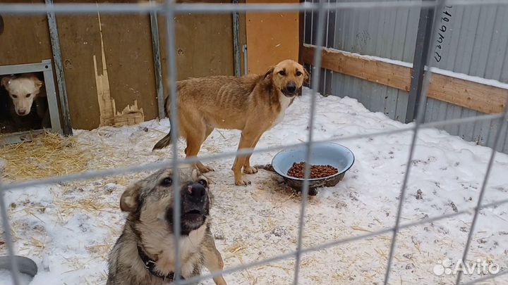 Собаки в беде