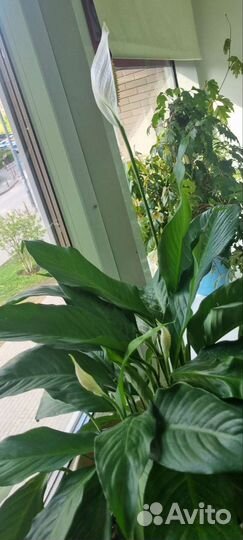 Спатифиллум