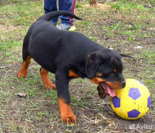 Щенки ротвейлера