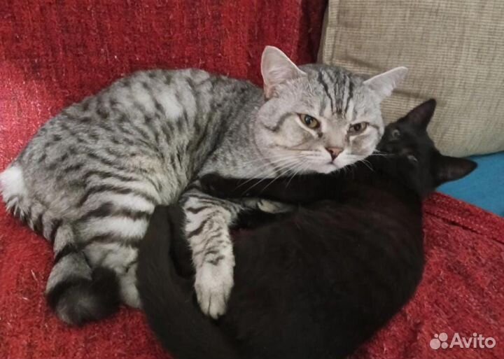 Британские котята