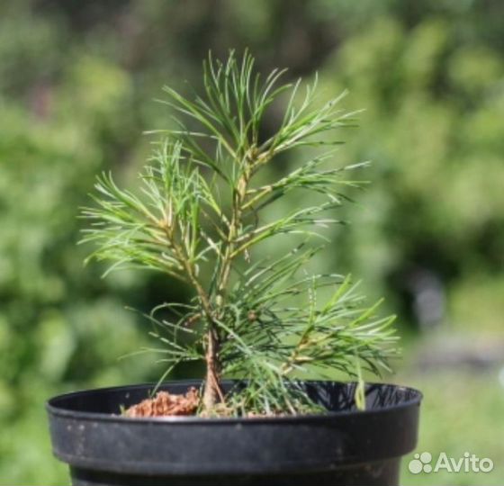 Саженцы сибирского кедра