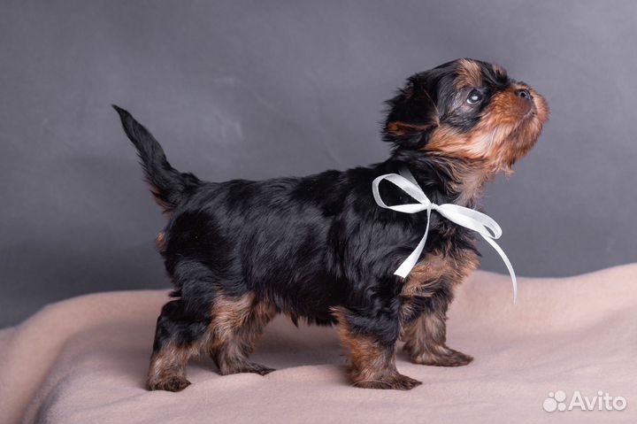 Йоркширский терьер щенки