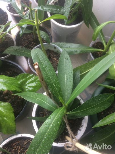 Олеандр махровый, шеффлера, фикус, гибискус