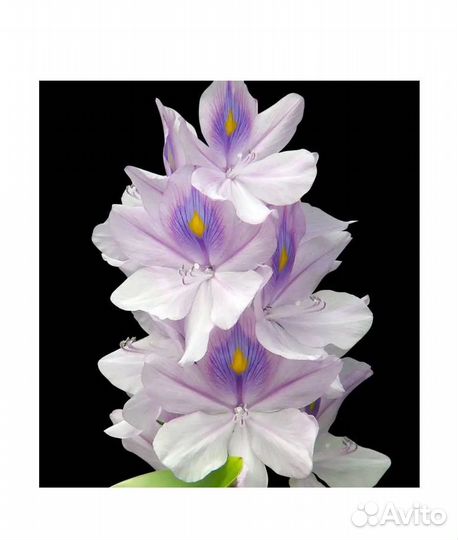 Yodeyma temis Вода парфюмерная 50 мл