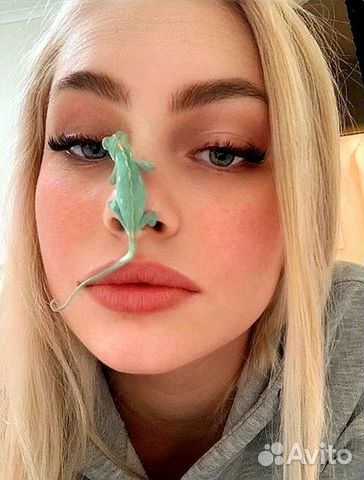 Хамелеоны Йеменские самцы и самки