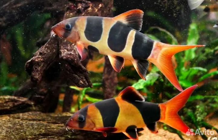 Аквариумные рыбки