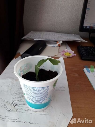 Цветок декабрист