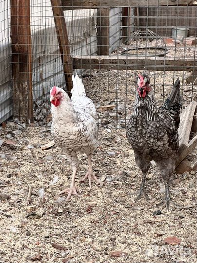 Молодые петухи