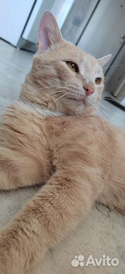 Котик мышелов