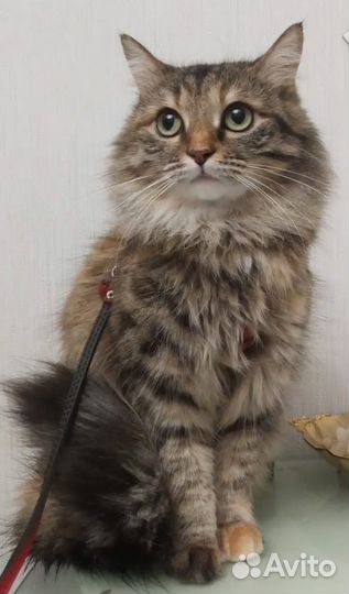 Брошенка Сара