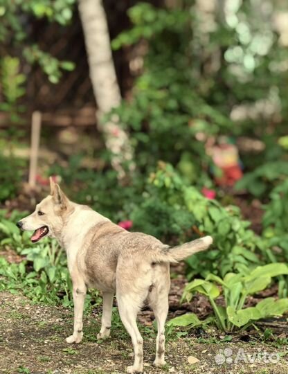 Чудесная девочка в добрые руки