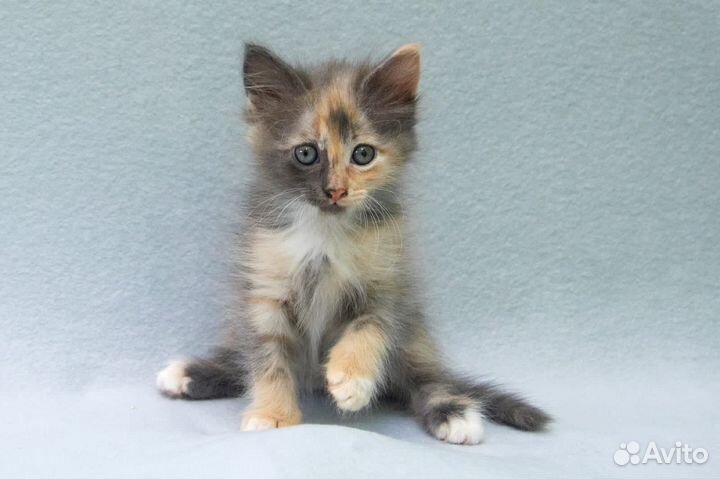 Трехцветная пушистая котенок Ру 2 месяца в дар