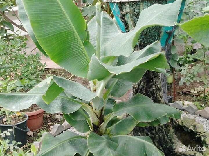 Банан комнатный плодоносящий
