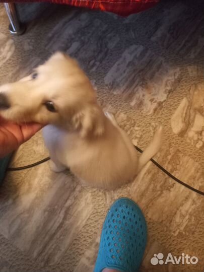 Спаниель щенок девочка