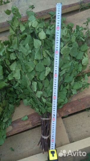 Веник березовый