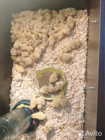 Яйца перепелиные