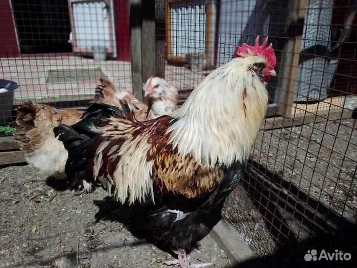 Породные куры