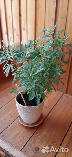 Каланхоэ лациниата(оленьи рожки)