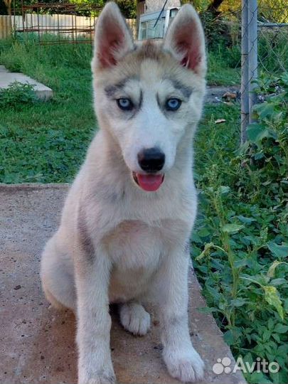 Сибирский хаски