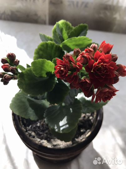 Каланхоэ цветущий