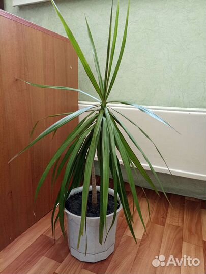 Пальма Драцена маргината