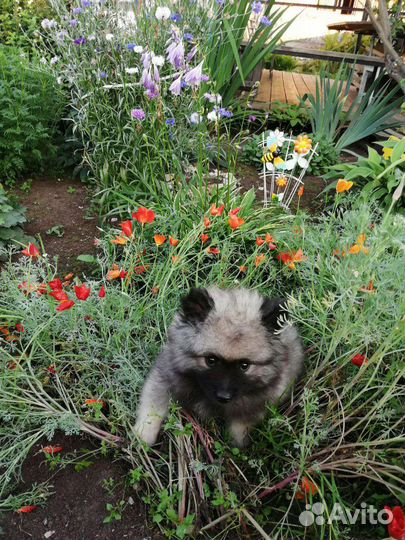 Кеесхонд вольфшпиц