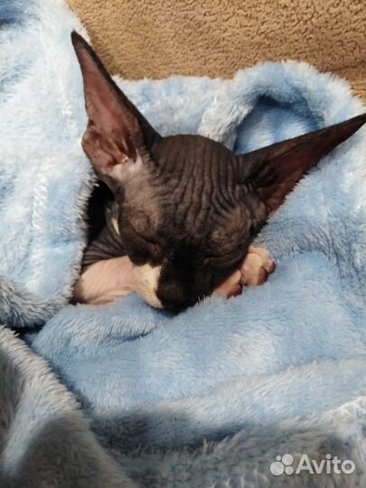 Канадский сфинкс