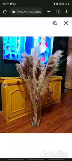 Камыш сухоцвет натуральный