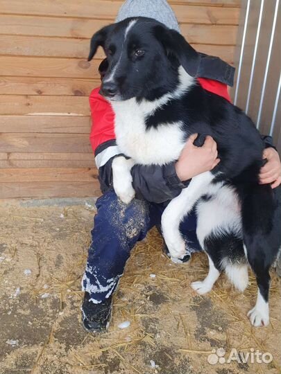 Собака в добрые руки