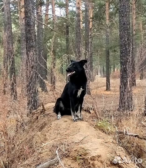 Отдам собачку